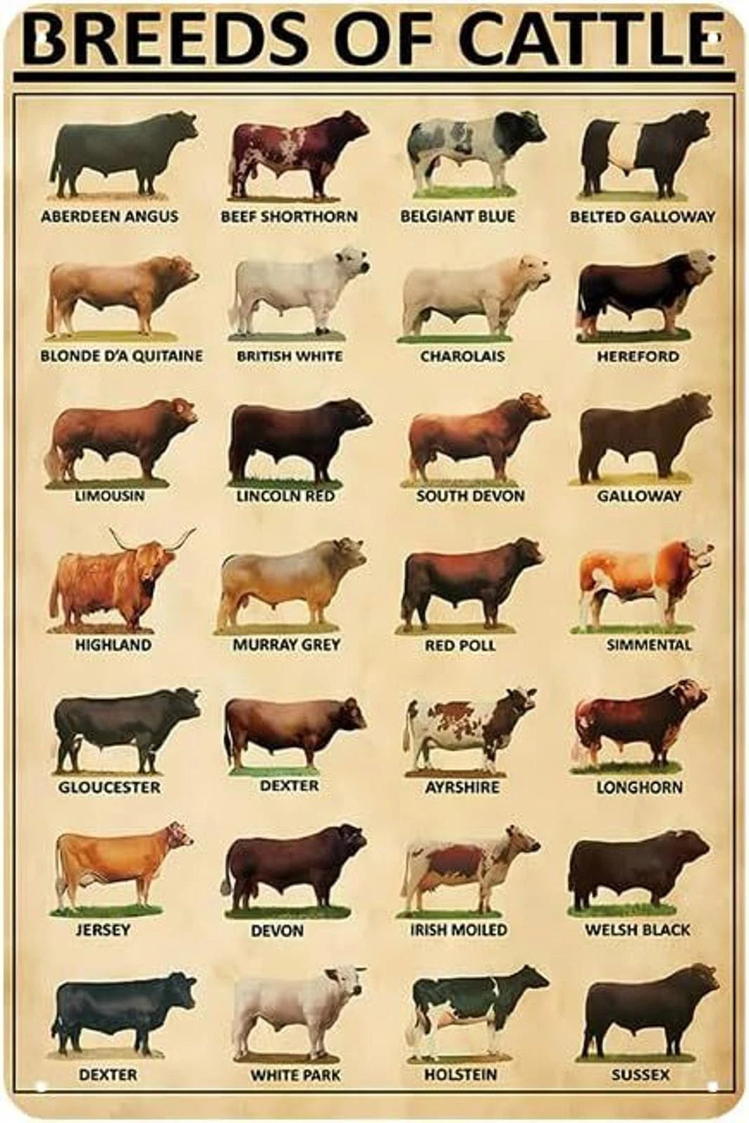 Cattle Breed Farmhouse Funny Aluminum Sign — product artwork