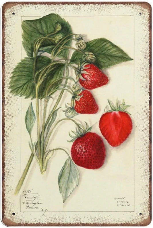 Strawberry Mary Daisy Arnold 1912 Funny Aluminum Sign — product artwork