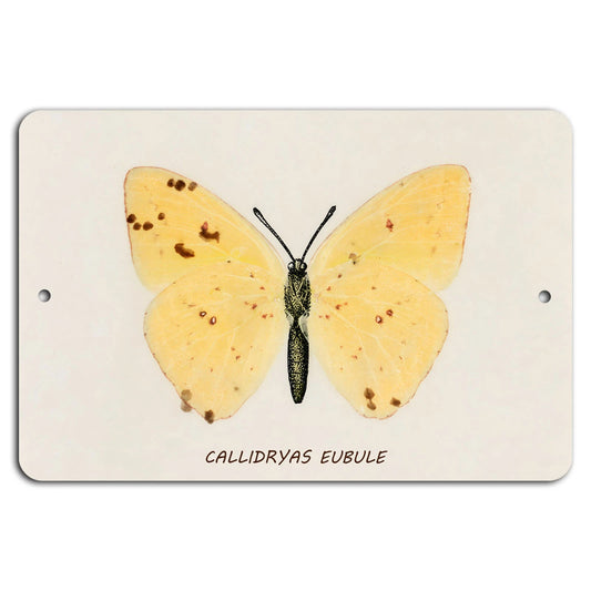 Butterfly Callidryas Eubule Yellow Aluminum Sign — product artwork