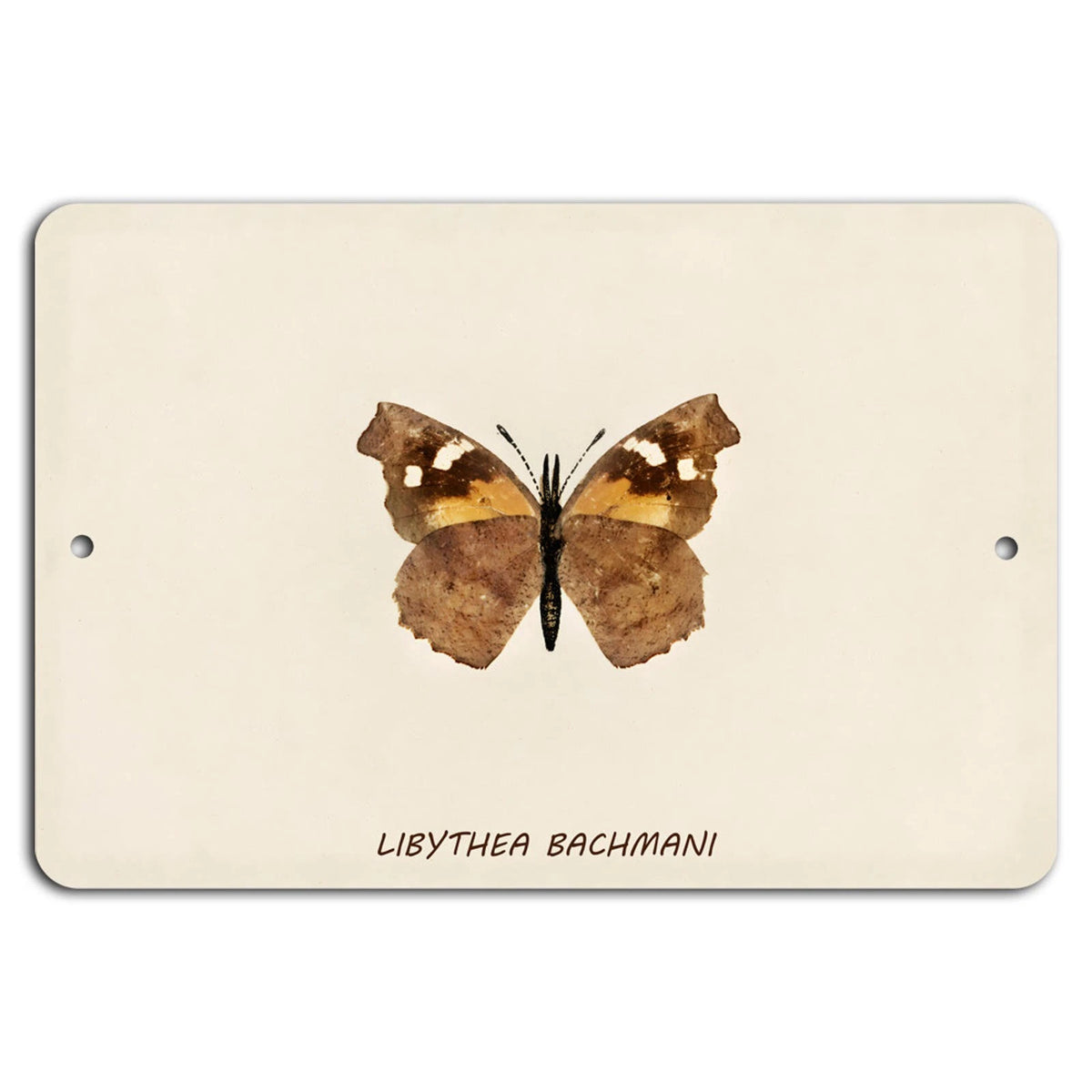 Butterfly Libythea Bachmani Vintage Aluminum Sign — product artwork